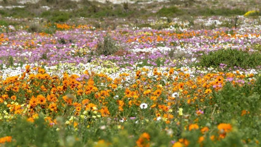 Tortoise Trail Lodge Langebaan Exteriör bild